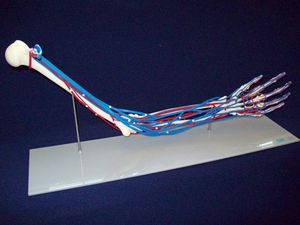 skeleton model