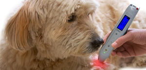 veterinary acupuncture laser