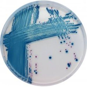 medium reagent