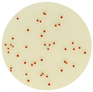 medium reagent