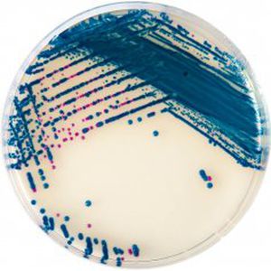 medium reagent