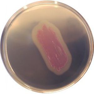 medium reagent