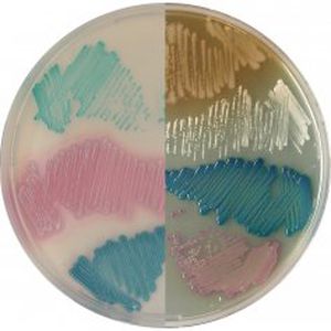 medium reagent