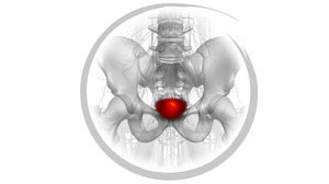 visualization software module / analysis / for MRI