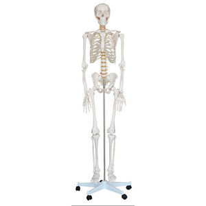 skeleton model