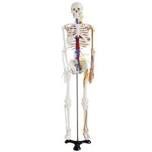 skeleton model