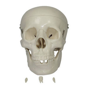 skull model