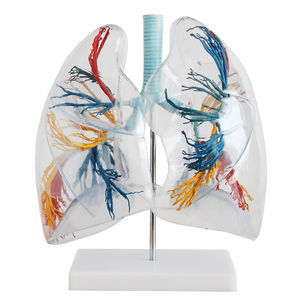 lung model