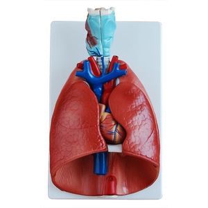 heart model