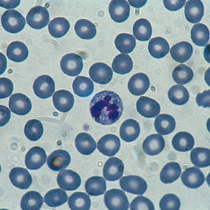 stain reagent