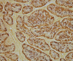 stain reagent / for histology / for cytology / tissue