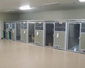 dog veterinary cage