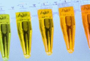 antibody reagent kit / for molecular biology / cell / protein