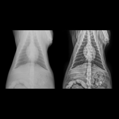 Image enhancement software - Altumira™  - ContextVision - radiography / veterinary