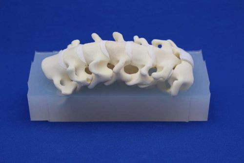 Cervical spine model - CSEA - Créaplast - for teaching