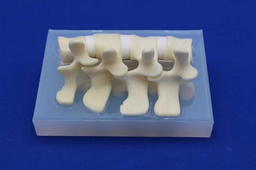 Lumbar vertebral column model - LSEL - Créaplast - for teaching / flexible