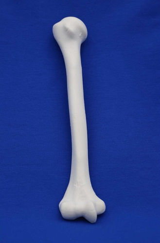 Humerus anatomical model - MNH - Créaplast - for teaching / foam
