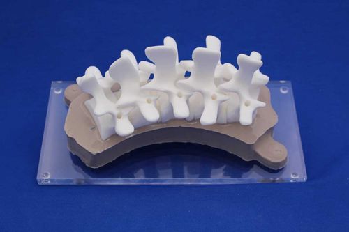 Vertebral column model - RDEP - Créaplast - for teaching