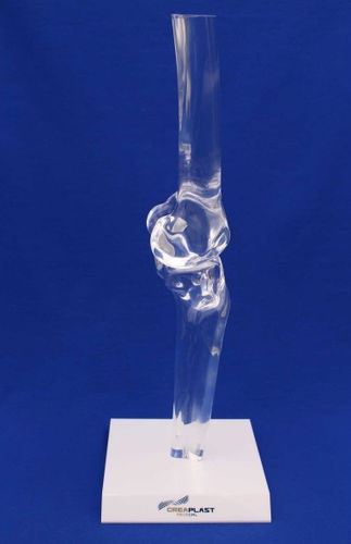 Knee model - FTGTB - Créaplast - tibia / femur / plastic