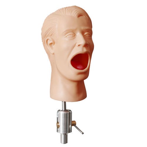 Head model - PHT  - GF DENTAL - dental / gingival / dental care