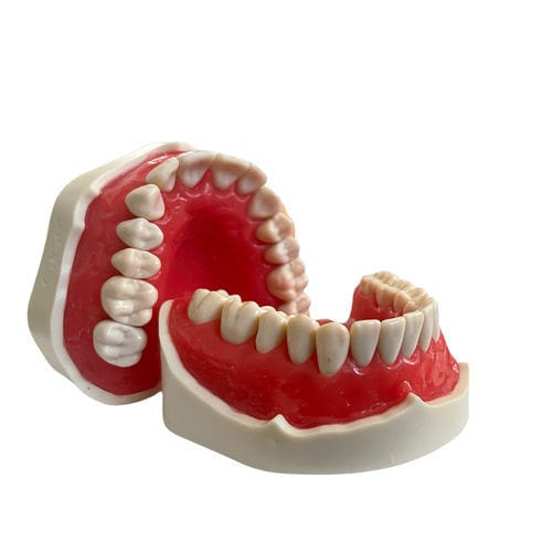 Denture model E02/N GF Dental for dental surgery / dental care