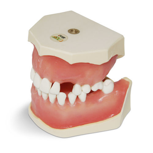 Gingival model - E04 - GF DENTAL - denture / for dental surgery / dental extraction