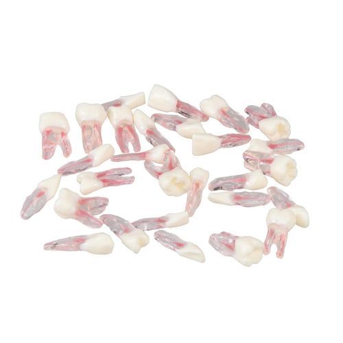 Tooth model - E08 - GF DENTAL - root canal / dental care / for teaching