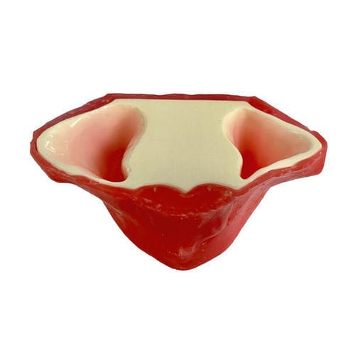 Serosa anatomical model - E20/P - GF DENTAL - sinus / maxilla / jaw