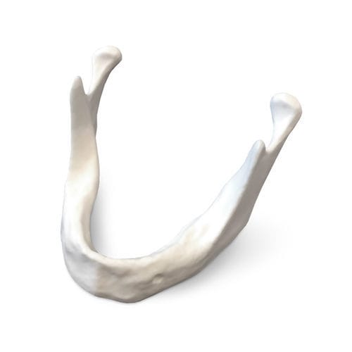 Mandible model - E81 - GF DENTAL - for implantology / for teaching / resin