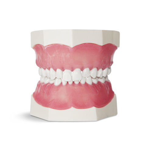 Denture model - EK1 - GF DENTAL - dental care / for teaching / child