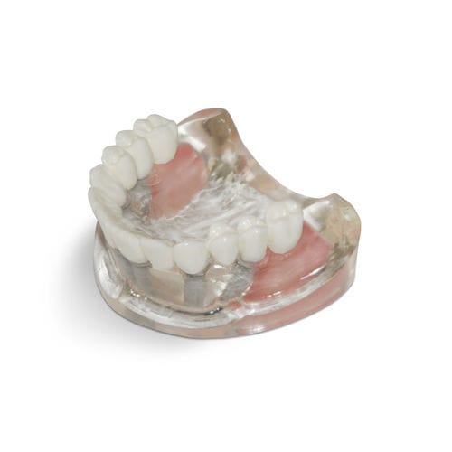 Sinus anatomical model - T10 - GF DENTAL - teeth / maxilla / for implantology
