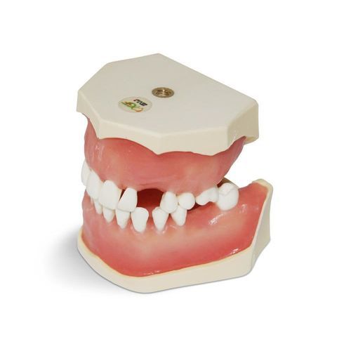 Tooth model - E04/ESTR - GF DENTAL - dental / gingival / surgical