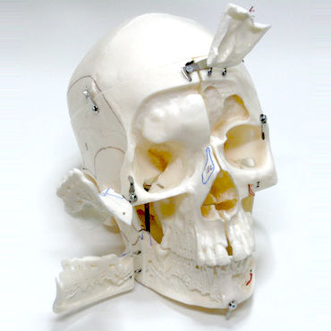 Skull model - DM03 - GF DENTAL - for demonstration / white