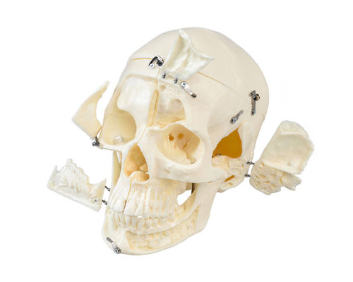 Skull model - DM01 - GF DENTAL - for demonstration / white