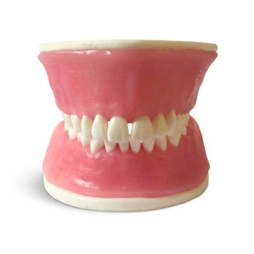 Tooth model - E38 - GF DENTAL - gingival / for periodontics / training