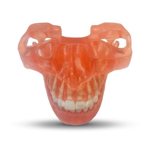 Mandible model - ETR2 - GF DENTAL - teeth / jaw / for orthodontics