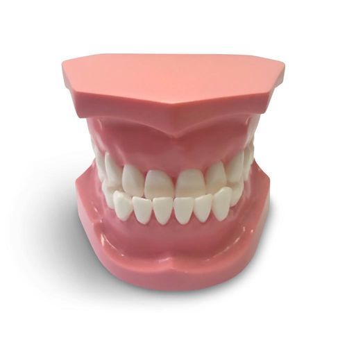 Dental model - ORB04 - GF DENTAL - for orthodontics / training