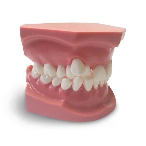 Dental model - ORB05 - GF DENTAL - for orthodontics / training