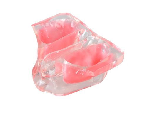Jaw anatomical model - E20/N - GF DENTAL - dental / for sinus lift / training