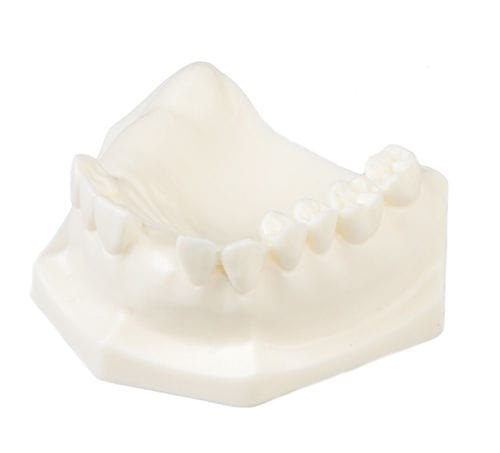 Jaw anatomical model - E85 - GF DENTAL - for implantology / training / white