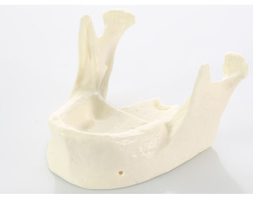 Jaw anatomical model - E22 - GF DENTAL - dental / training / white