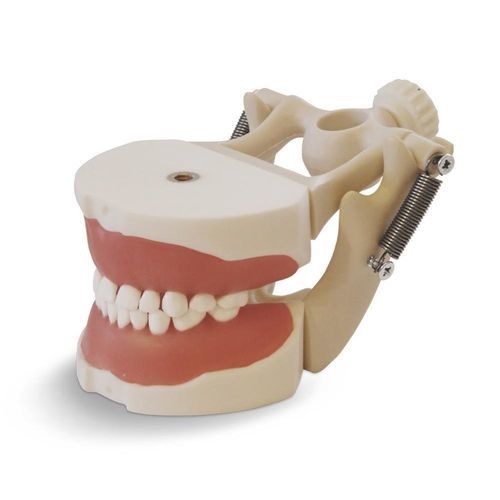 Tooth model - EK2 - GF DENTAL - gingival / dental extraction / for pediatric care