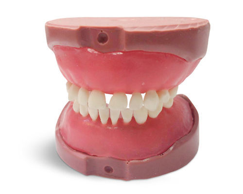 Tooth model - EK4 - GF DENTAL - dental / gingival / dental
