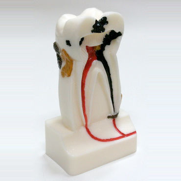 Tooth model - DM14 - GF DENTAL - root canal / dental / for demonstration