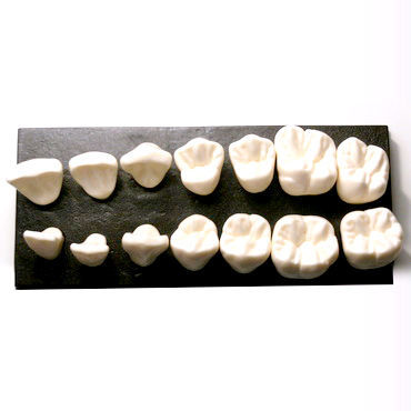 Tooth model - DM10 - GF DENTAL - for implantology / for demonstration / resin
