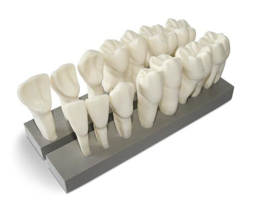 Tooth model - DM19 - GF DENTAL - dental / for demonstration / resin