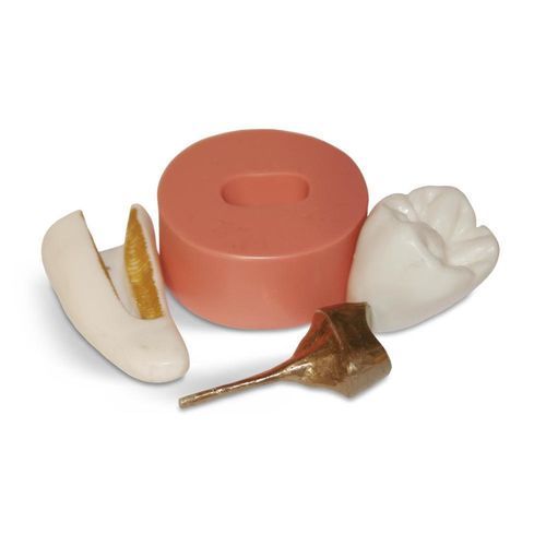 Tooth model - DM26 - GF DENTAL - dental prosthetics / for demonstration / white