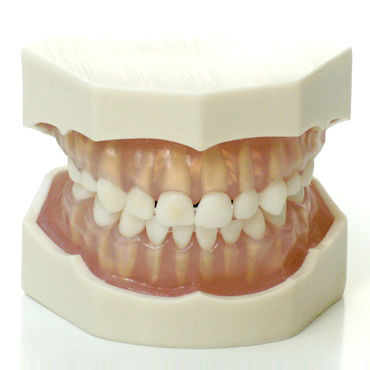 Tooth model - DM25/K - GF DENTAL - gingival / for dental hygiene / for pediatric care