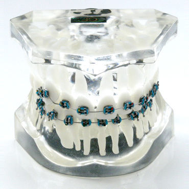 Tooth model - OTB5 - GF DENTAL - for orthodontics / training / resin