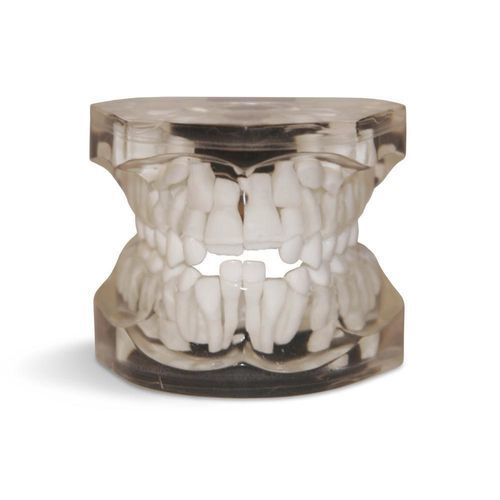 Tooth model - T02 - GF DENTAL - dental / for demonstration / pediatric